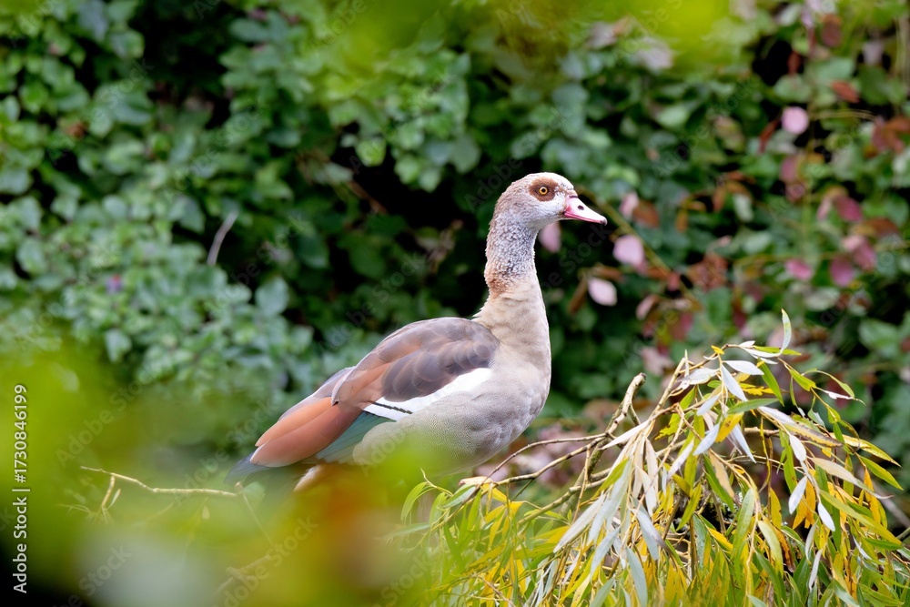 Obraz premium Nilgans auf einem Ast in einem See