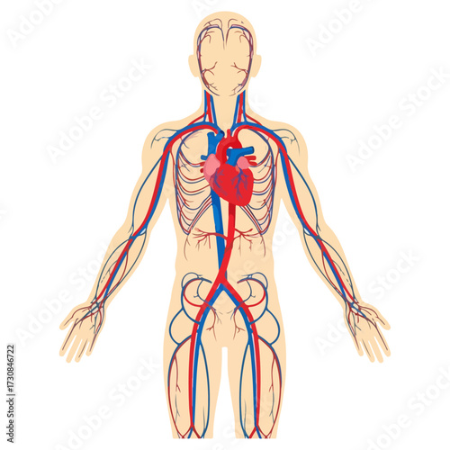 Human circulatory system illustration showing arteries and veins.