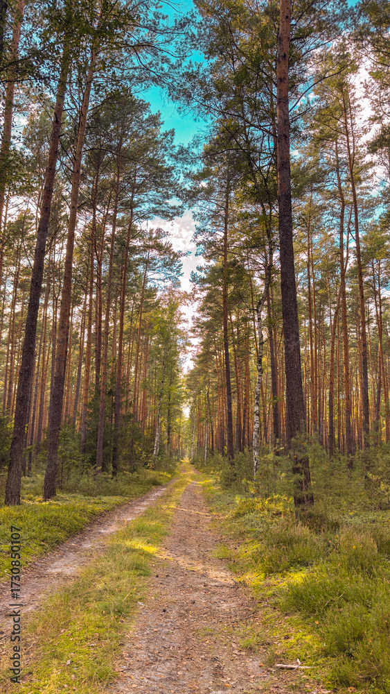 Fototapeta premium Beautiful forest road on a bright summer day