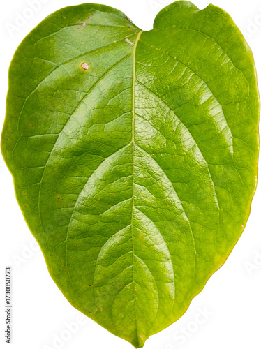 Fresh green leaf isolated on a transparent background