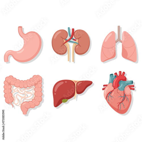 Human Body Organs Illustration - Stomach, Kidneys, Lungs, Intestines, Liver, Heart.