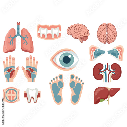 Human Body Parts Illustration - Lungs, Brain, Eyes, and More.