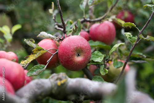 Organic red apples growing on tree with green leaves. Organic food. Fresh and juicy apples. 