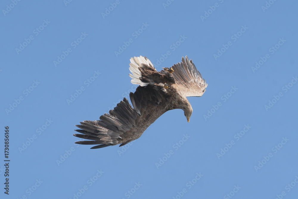 Obraz premium White-tailed eagle - Haliaeetus albicilla soaring gracefully in the clear blue sky above the Szczecin Lagoon, Poland. View of the bird's wings and tail from below.