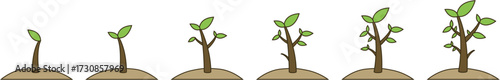 Time lapse of plant growing vector illustration