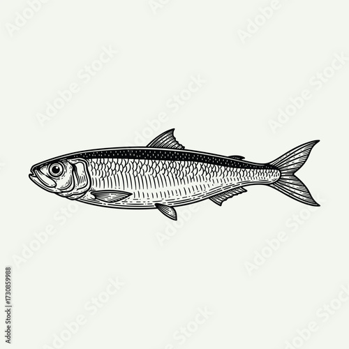 Detailed black and white illustration of a herring-like fish with scales and fins, depicted in a classic scientific drawing style.