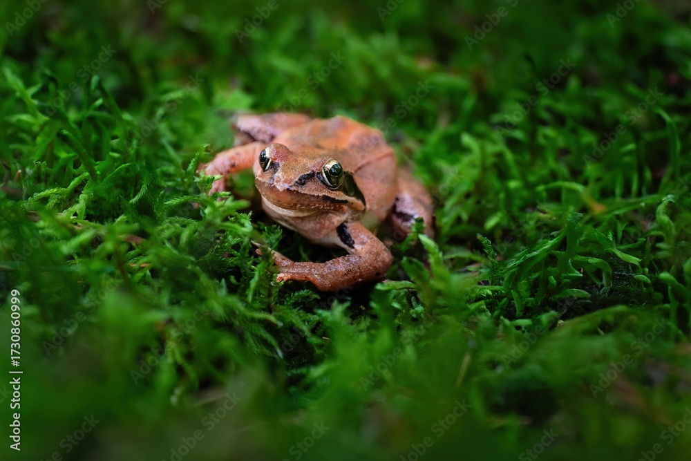 Fototapeta premium Brown Jumping Frog in Moss