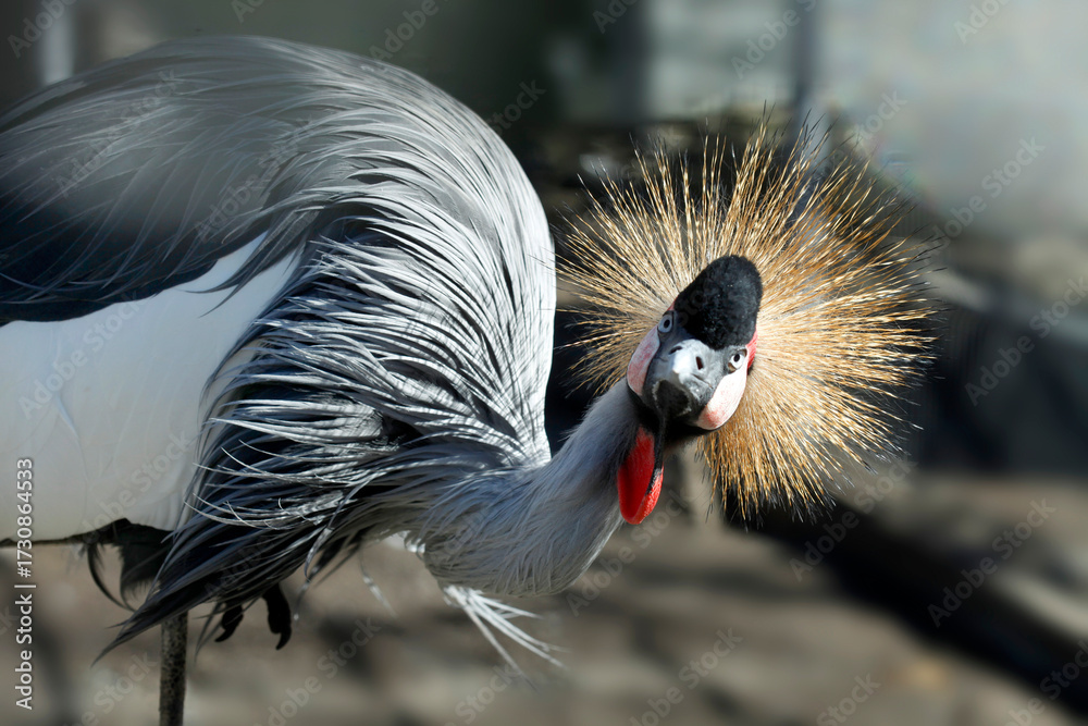 Fototapeta premium Eastern crowed crane in cage