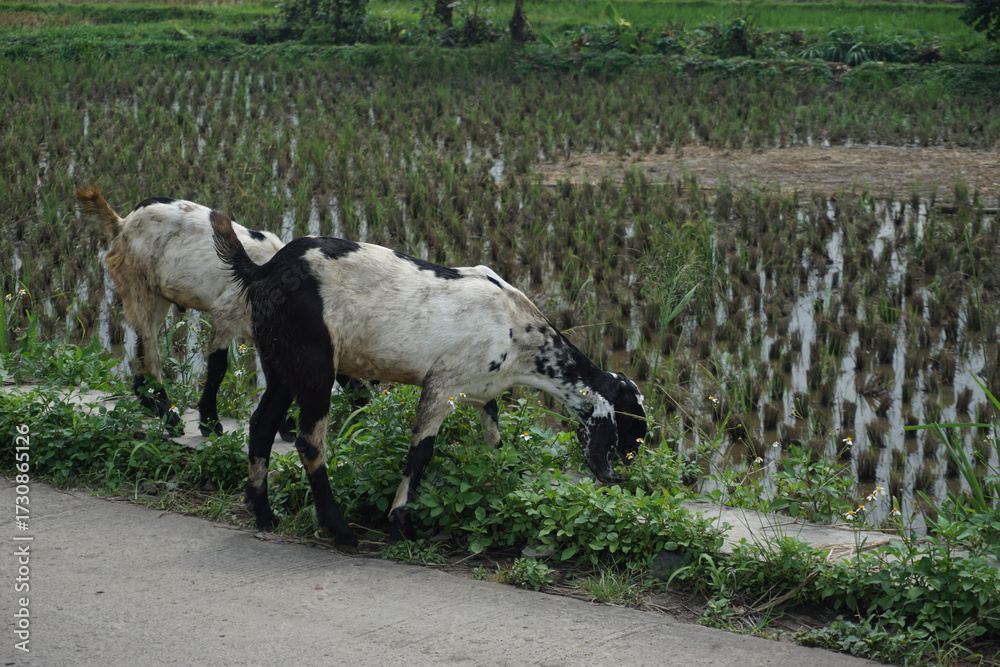 Obraz premium two goats were looking for grass on the concrete road to eat in the heat of the day, even though the supply of grass was very small, they were still having fun looking for it and sometimes sitting dow