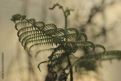 Fotografie Close-up of a fern frond unfurling, showcasing its intricate spiral pattern against a blurred background