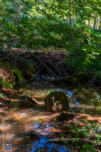 A large beaver dam on a forest stream. The beaver's dam was built using many branches and mud.