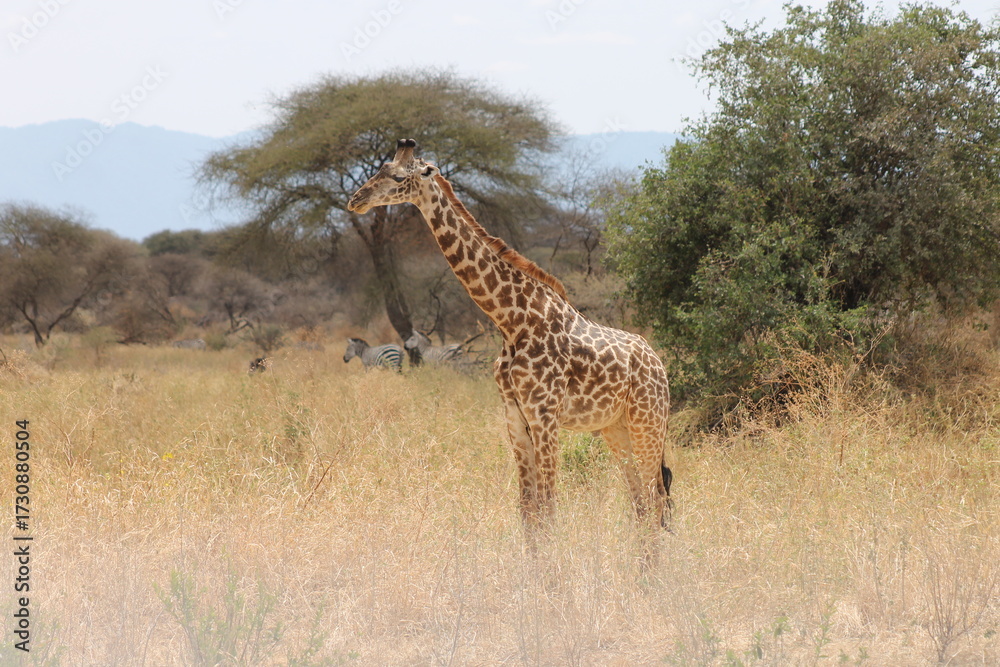 Obraz premium Wild giraffe observing surroundings in Tarangire National Park 