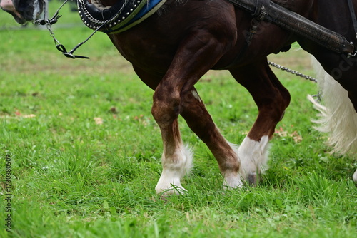 Detail eines Kaltblüters der bei einer Zugleistungsprüfung einen Schlitten mit Gewichten über eine Wiese zieht. Pferdebeine im Detail