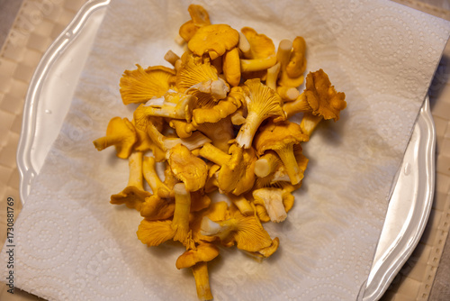 Simple plate of raw hand picked chantarelles mushrooms on paper