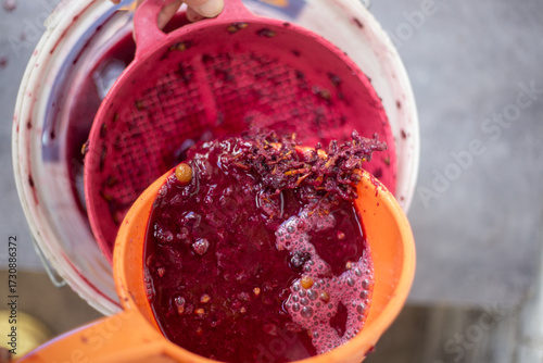 Cuadro en lienzo Crushed grapes are pressed through a sieve to obtain juice or wine