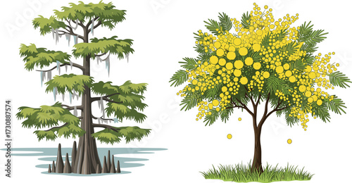 Cypress tree in swamp water, mimosa tree with yellow flowers, nature illustration, wetland landscape, botanical design, tropical vegetation, exotic plants, natural environment