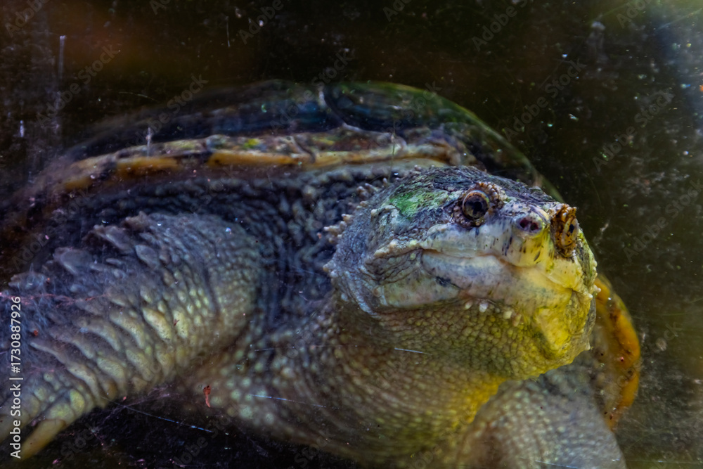 Obraz premium Snapping turtle in the water
