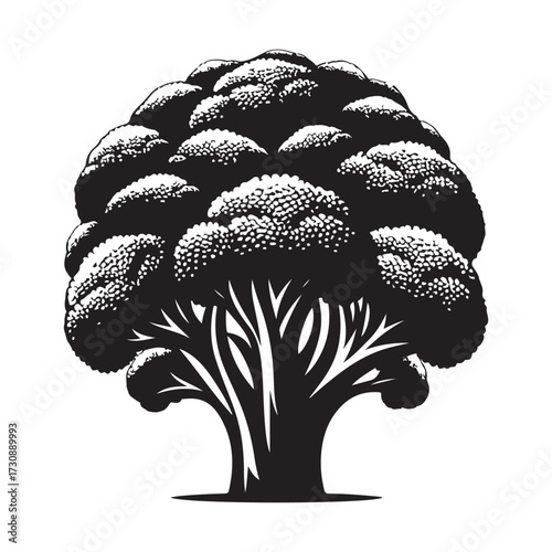 Broccoli  Silhouettes svg