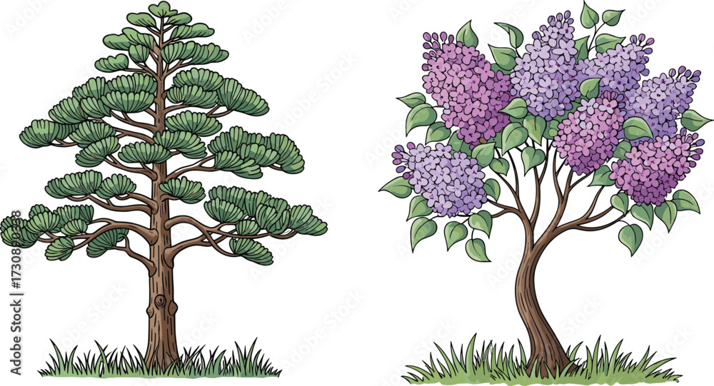 Naklejka premium Detailed illustration of decorative pine tree and blooming lilac tree with purple flowers, natural garden botanical seasonal vector design artwork