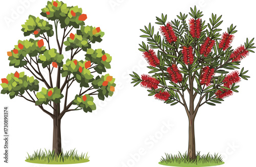 Beautiful illustration of fruit-bearing tree with green leaves and decorative red bottlebrush flowering tree, natural botanical seasonal garden vector artwork