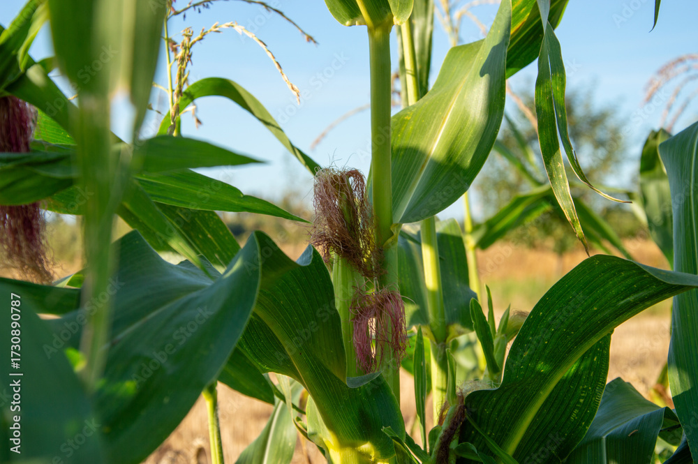 Fototapeta premium Close view of a corn plant featuring ears and silks under clear blue skies in a warm late summer field