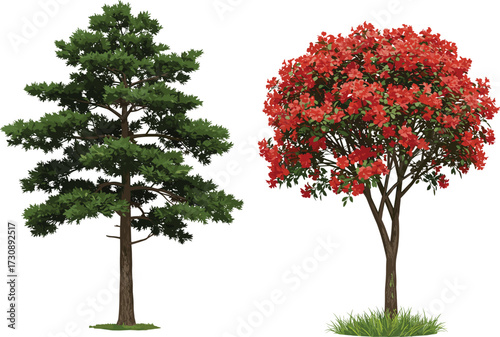 Realistic illustration of tall green pine tree and beautiful red flowering tree with blossoms, detailed seasonal botanical vector nature landscape design