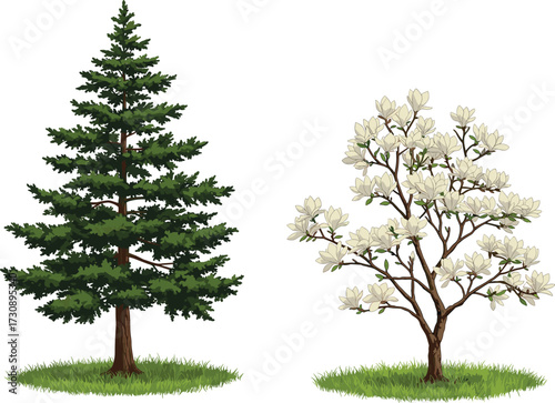 Realistic botanical illustration of evergreen pine tree and blooming magnolia tree with white flowers on green grass, seasonal nature design, eco friendly vector art collection