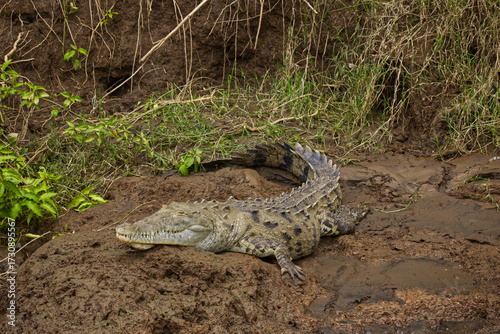 Crocodile resting on the bank of Rio Grande de Tarcoles  - the River in Puntarenas province, Costa Rica, Central America