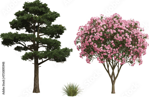 Realistic illustration of green pine tree, pink blooming oleander tree, and small grass plant, isolated natural landscape design, botanical seasonal flora vector art collection