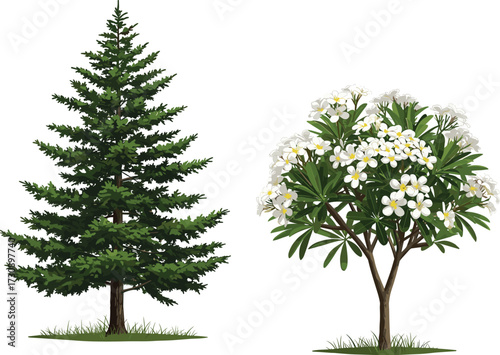 Vector illustration of evergreen pine tree and tropical plumeria tree with white flowers, natural garden landscaping elements, outdoor decorative plants, seasonal forest greenery artwork