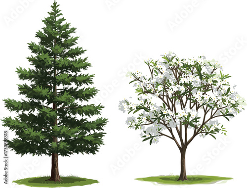 Vector illustration of tall evergreen pine tree and blooming white flower tree, natural garden landscape design elements, decorative outdoor plants, seasonal forest greenery artwork
