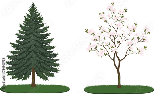 Evergreen pine tree vector illustration, cherry blossom tree artwork, seasonal flowering plant design, natural 