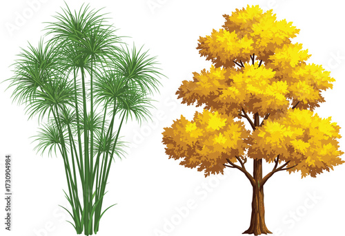 Papyrus plant and autumn tree vector illustration showing seasonal contrast, botanical diversity, and landscape design for nature and educational content