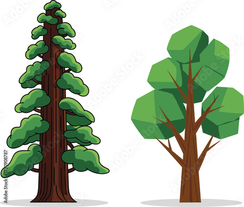 Redwood and Deciduous Tree Comparison with Layered Foliage, Trunk Texture, Branch Spread and Forest Habitat for Botanical Illustration Diversity