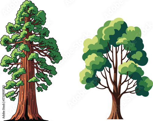 Redwood and Deciduous Tree Comparison with Trunk Texture, Foliage Layers, Branch Spread and Forest Habitat for Botanical Illustration Diversity