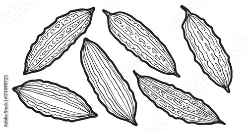 Bitter Melon Vegetable Line Art Hand Drawn Leaf Vector