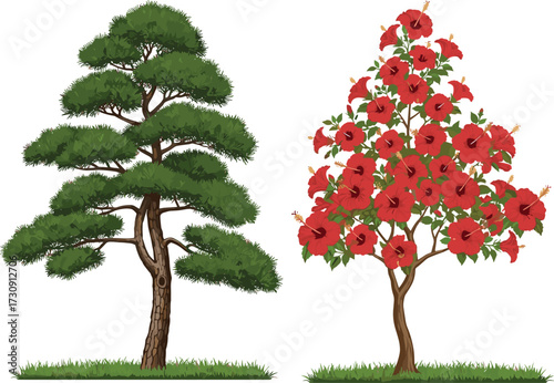 tree, foliage, blossom, seasonal, bonsai, pine, evergreen, flowering, hibiscus, ornamental, nature, landscape, vector, illustration, green, red, trunk, contrast, flora, comparison