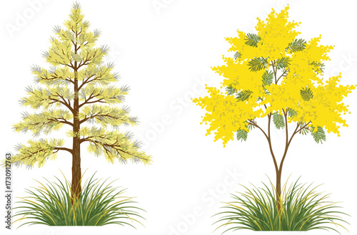 tree, foliage, blossom, seasonal, coniferous, evergreen, deciduous, autumn, ornamental, yellow, compound, nature, landscape, vector, illustration, green, trunk, contrast, flora, comparison