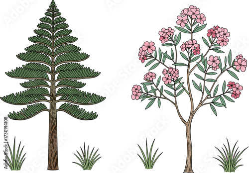 tree, foliage, blossom, seasonal, coniferous, evergreen, deciduous, flowering, ornamental, pine, pink, grass, nature, landscape, vector, illustration, green, trunk, flora, comparison