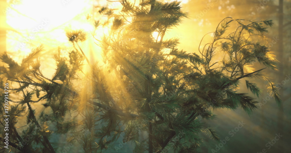 Obraz premium Golden rays of sunlight stream through the branches of trees in a serene forest setting, creating a peaceful atmosphere during the early morning hours.