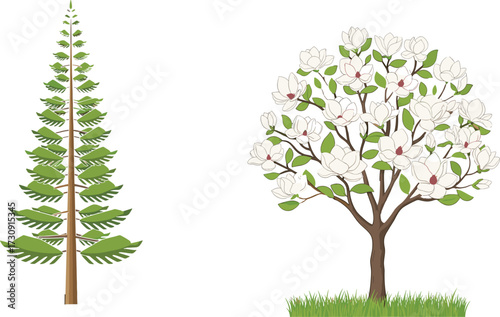 tree, foliage, blossom, seasonal, coniferous, evergreen, flowering, magnolia, ornamental, nature, landscape, vector, illustration, green, white, pink, trunk, contrast, flora, comparison