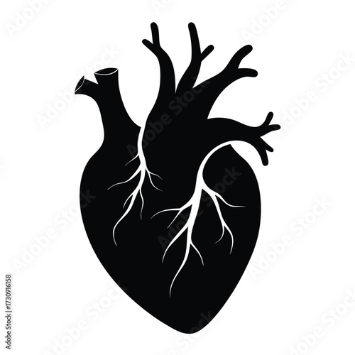 Anatomical heart illustration with arteries and veins