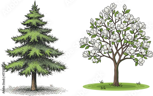 tree, foliage, blossom, seasonal, coniferous, deciduous, evergreen, flowering, magnolia, ornamental, nature, landscape, vector, illustration, green, white, trunk, contrast, flora, comparison