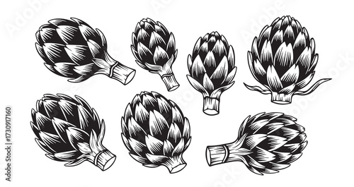 Cardoon Vegetable Line Art Vector Illustration