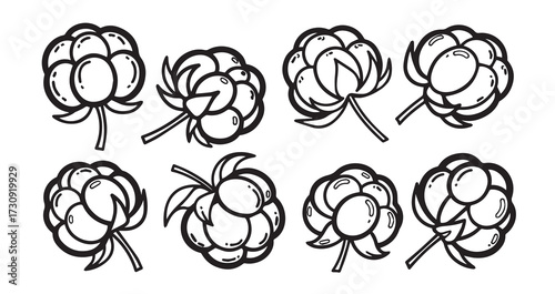 Cloudberry Fruits Line Art Hand Drawn Fruit Outline