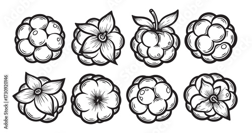 Cloudberry Fruits Line Art Hand Drawn Fruit Outline