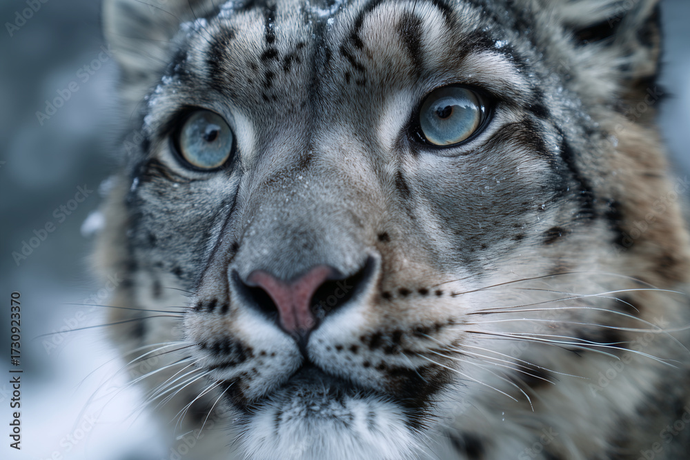 Obraz premium A tiger with blue eyes stares at the camera
