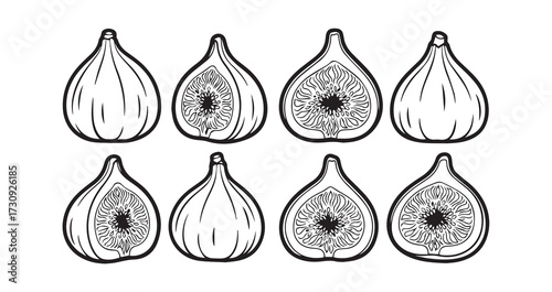 Fig Fruits Line Art Botanical Fruit Illustration