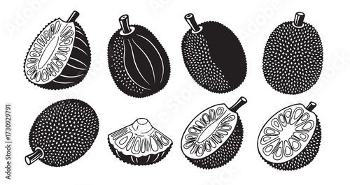 Foto Jackfruit Fruits Line Art Hand Drawn Fruit Outline