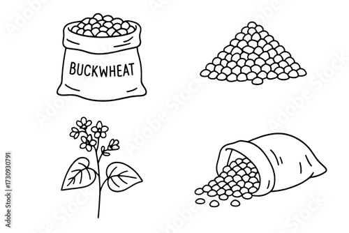 Buckwheat grains and plant illustrated, showing different stages and uses in simple line art style
